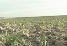 La ganadería y la agricultura afrontan graves pérdidas por la sequía