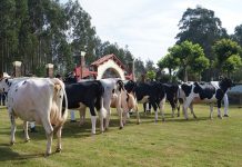 Disponibles las pruebas de CONAFE con el nuevo ICO e índices de mérito económico de junio