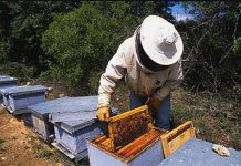 El acuerdo UE-Mercosur supone la puntilla a los apicultores en la peor campaña de los últimos 15 años
