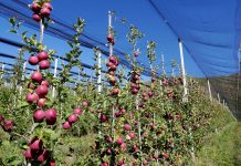 Lorenzo Ramos: “Miles de toneladas de fruta se venden cada día en España sin cumplir la Ley”