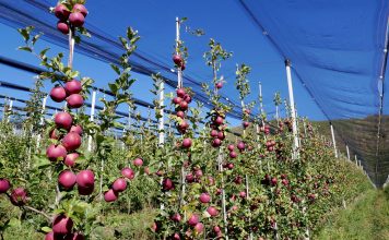 Lorenzo Ramos: “Miles de toneladas de fruta se venden cada día en España sin cumplir la Ley”