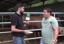 Entrevista al tratante, transportista y ganadero Víctor Manuel Blanco, de La Millariega (Tineo)
