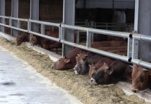 Entrevista a Álvaro Fernández, en su cebadero de Mallecina (Salas)