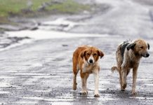 Veterinarios municipales de toda España conciencian sobre el abandono de mascotas