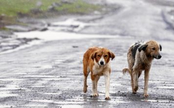 Veterinarios municipales de toda España conciencian sobre el abandono de mascotas