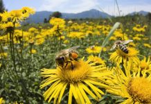 Salvar a los polinizadores es posible y beneficioso para los agricultores