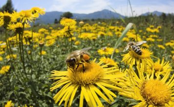 Salvar a los polinizadores es posible y beneficioso para los agricultores
