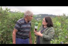 Entrevista a Fermín Fernández, en su plantación de arándanos en Borres (Tineo)