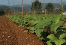 Campoastur, asesoramiento y servicio para la producción de Faba Asturiana y de Verdina de Asturias