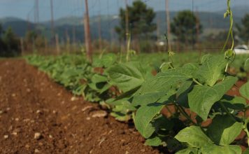 Campoastur, asesoramiento y servicio para la producción de Faba Asturiana y de Verdina de Asturias
