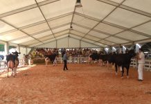 Tineo celebrará en la noche del sábado, su primer concurso nocturno de frisona