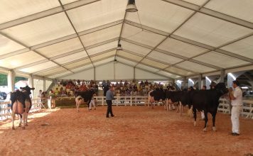 Tineo celebrará en la noche del sábado, su primer concurso nocturno de frisona