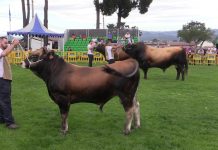 ‘Bolero’, toro campeón de la raza Asturiana de los Valles (tipo normal) en el certamen de Llanera