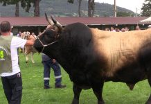 ‘Triunfador’, de Inverpor 2SL, toro campeón del Concurso de Llanera (doble grupa)