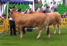 ‘Galerna’, campeona de la raza Asturiana de los Valles (doble grupa) en Llanera