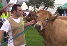 ‘Menuda’, vaca Gran Campeona del Concurso de Llanera (tipo normal)