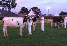 Badiola Solomon Valiosa, campeona de novillas y terneras en Llanera