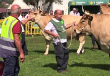 ‘Piloñesa’, de Inverpor 2 SL, campeona en hembras secas (tipo culón)