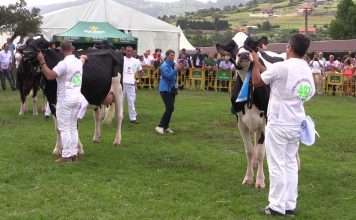 ‘Badiola Atwood Megamirta’, gran campeona frisona en el Concurso de Llanera