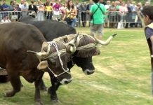 Primera semifinal del arrastre de bueyes del Concurso de Llanera