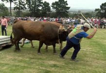 Segunda semifinal del arrastre de bueyes del Concurso de Llanera