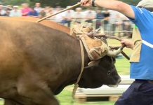 Final del arrastre de bueyes del Concurso-Exposición de Ganado de Llanera