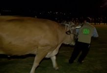 El ‘Desafío Luisito’, de arrastre de bueyes, en Llanera