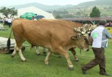 Arrastre de bueyes tras el Concurso-Exposición de Llanera