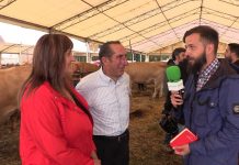 Entrevista a Amelia Fernández, alcaldesa de Carreño, y a Gabino González, organizador del concurso de ganado de Piedeloro