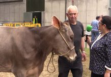 Entrevistamos a José Luis Llano, ganadero de Margolles (Cangas de Onís)