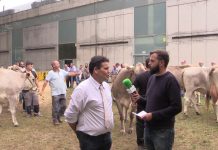 Entrevista Roberto Cernuda, juez calificador de la raza Parda y Parda de la Montaña en el Certamen de San Agustín de Avilés