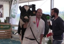 Entrevista a Julián Rodríguez, de la ganadería Casa Flora, en el Concurso de Tineo