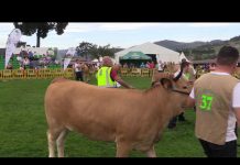 ‘Muralla II’, campeona de novillas y terneras (tipo normal) en Llanera