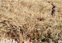 Piden a las administraciones públicas “más compromiso y presupuesto” con la situación crítica por la sequía