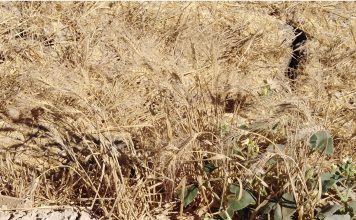 Piden a las administraciones públicas “más compromiso y presupuesto” con la situación crítica por la sequía