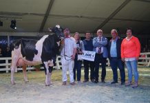 El espectáculo nocturno de Frisona relanza el certamen de Tineo