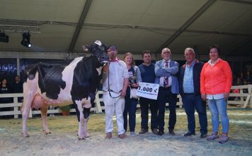 El espectáculo nocturno de Frisona relanza el certamen de Tineo