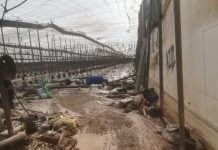 El temporal deja pérdidas millonarias en la agricultura