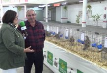 Entrevista al criador de aves Rafael Pendás, de Peñaullán (Pravia)