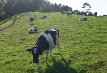 El Principado abonará en la primera quincena de noviembre el anticipo del 70% de las ayudas a vacuno de leche y nodriza de la PAC