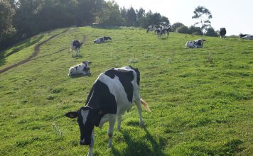 El Principado abonará en la primera quincena de noviembre el anticipo del 70% de las ayudas a vacuno de leche y nodriza de la PAC