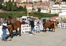 Feria de San Francisco y concursos equino y avícola en Tineo