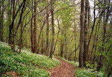 El Principado convoca el jurado de clasificación de montes vecinales para facilitar la identificación de la propiedad