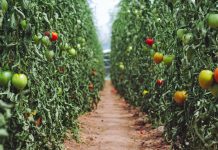 El sector ecológico se consolida en España, según los datos de 2018 del Ministerio de Agricultura, Pesca y Alimentación