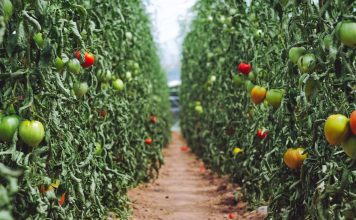 El sector ecológico se consolida en España, según los datos de 2018 del Ministerio de Agricultura, Pesca y Alimentación