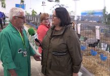 Entrevista a Francisco Queipo, criador de aves de Truébano (Tineo)