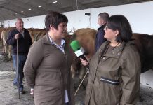 Entrevista a Pamela Peláez, concejala de Agricultura y Ganadería de Tineo