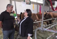 Entrevista al ganadero Avelino Álvarez, de Bergame (Cangas del Narcea)