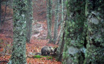 La osezna recogida en Proaza en mayo, liberada con éxito en los Picos de Europa
