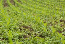 El Ministerio adelanta, a través del Fondo Español de Garantía Agraria, las cantidades para el pago de los anticipos de las ayudas directas de la PAC